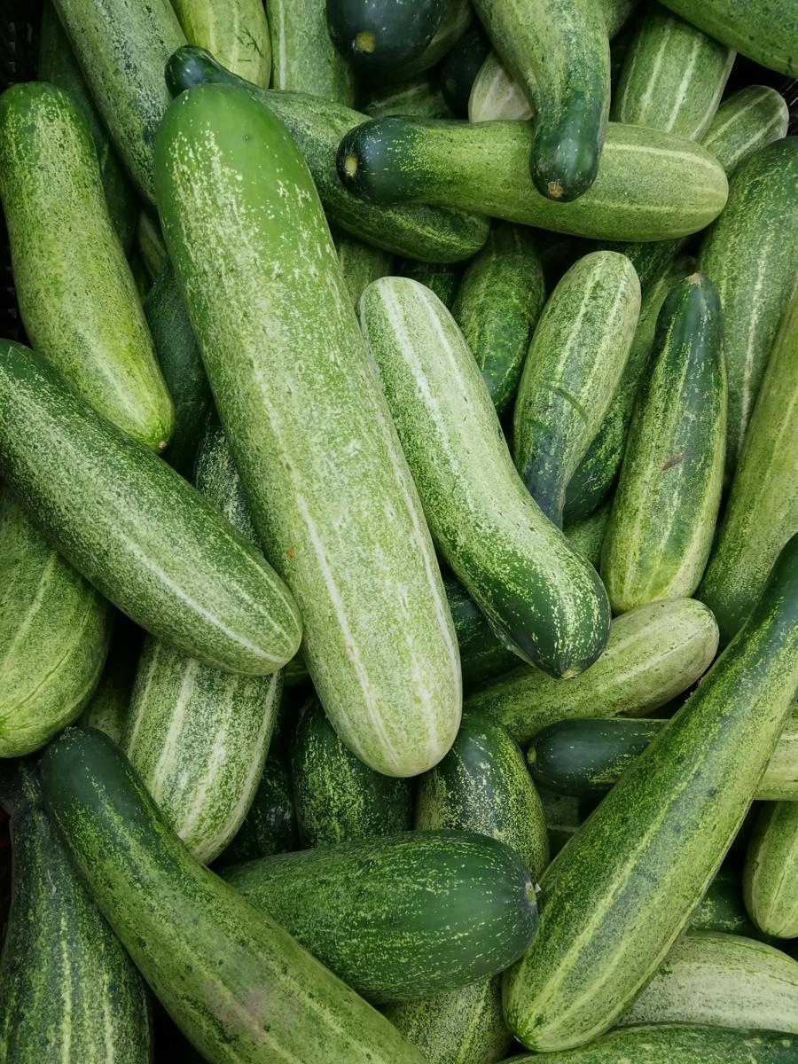 cucumber harvest
