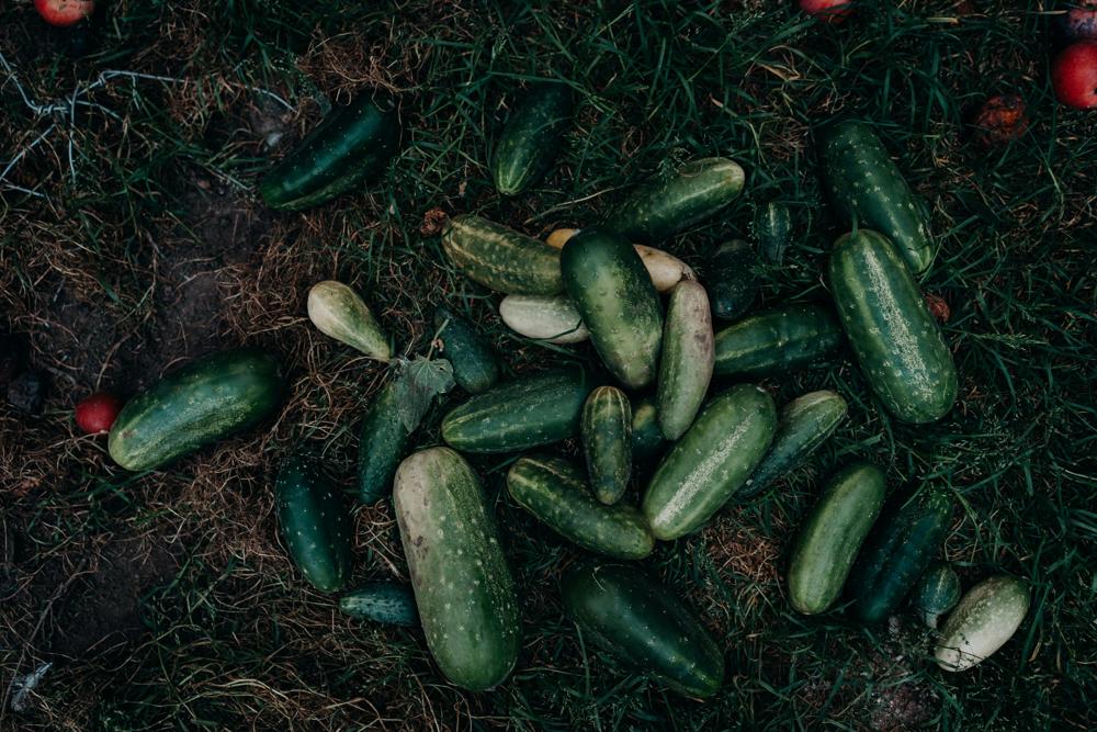 cucumber harvest