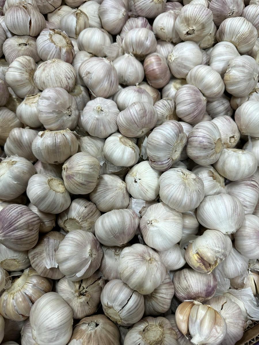 garlic