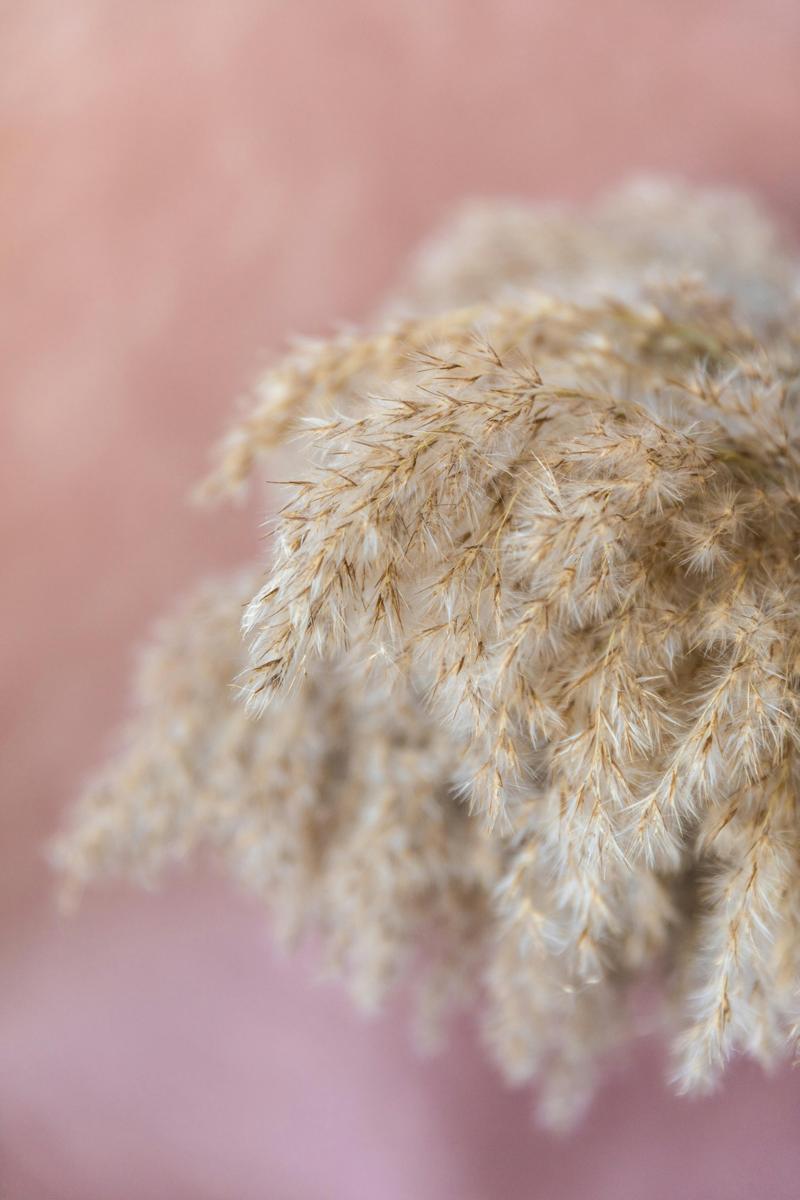 ornamental grass