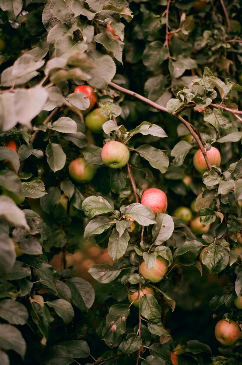 apple trees