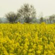 Zielone pola rzepaku wiosną w słoneczny dzień