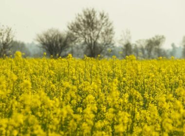 Zielone pola rzepaku wiosną w słoneczny dzień