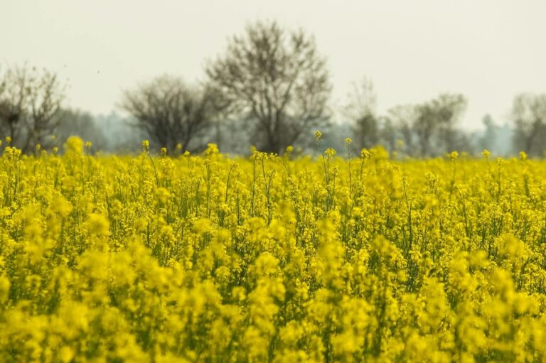 Zielone pola rzepaku wiosną w słoneczny dzień
