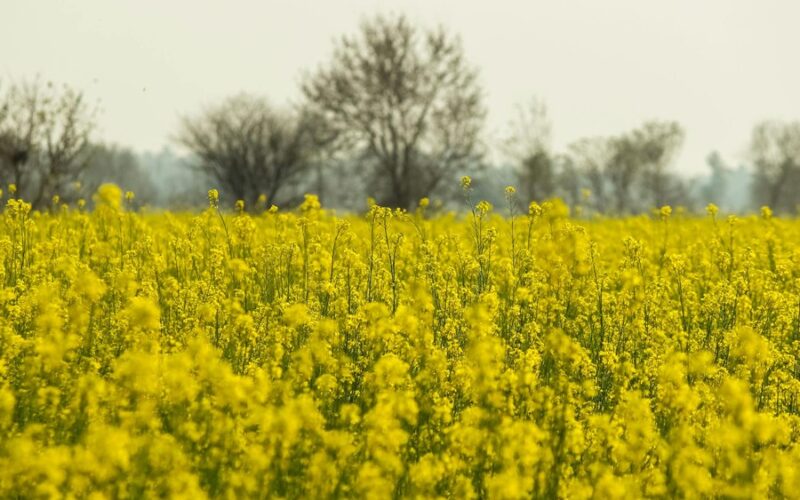Zielone pola rzepaku wiosną w słoneczny dzień